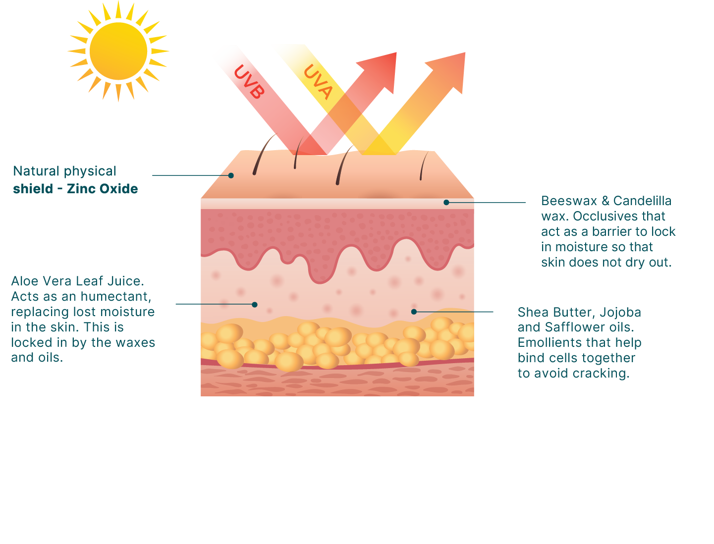 SPF50 Zinc Sunscreen Face & Body
